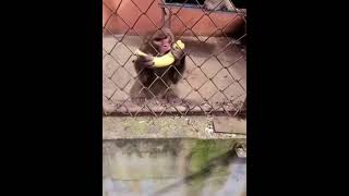 monkey gets angry over a guy testing him with banana