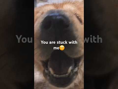 Flood management is really bad here in the Metro in the Philippines.  Dogs stuck in small home