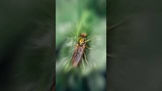 Mobile videography #mobilevideography #mobileediting #mobileshorts