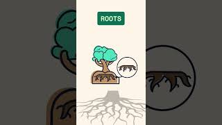 Learn Vocabulary - Plant & Garden Specifics #English #englishunfolded #englishfordummies