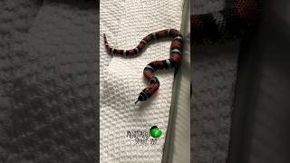 Our baby snake shed! #molinarosnakelab #shorts #tricolorhognose #hognose #reptile #snakebreeding