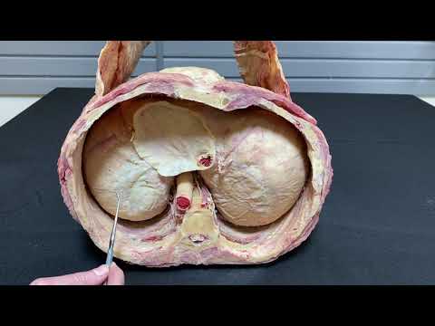 Dome of the Diaphragm