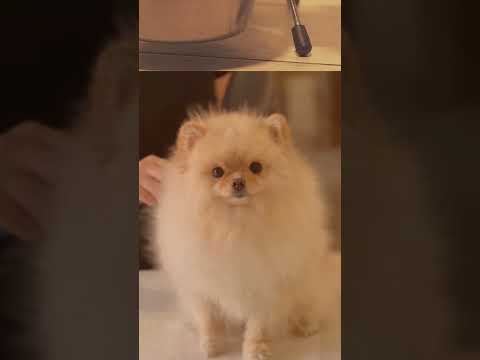 "Transform your pet care routine with these easy and effective tricks!" #PetCareTips #shorts