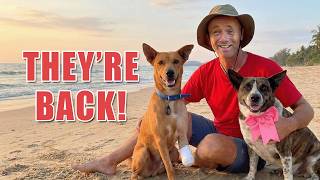 Big week saving street dogs 25 dogs to catch, an old friend visits and our hardest rescue returns