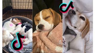 😂 Funny and Cute Beagle 😍 Dogs and Puppies Tiktok Compilation