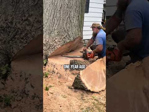 This Man Cut Down a 1000-Year-Old Tree… But He Made a Huge Mistake!