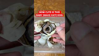 How CUTE is this Baby Ball Python Hatching!