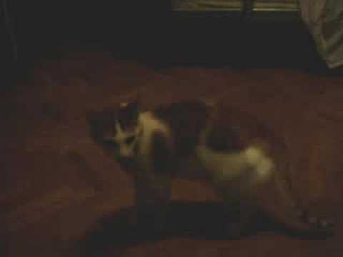 Mi gato peleando 1