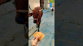 chhoti chhoti gaiya chhote chhote gwal#cow #sortvideo Viral🐄💯🙏