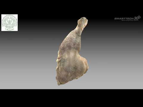 SMARTTECH3D - chicken leg digitalization