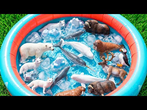 Arctic Animals For Kids: Walrus, Arctic Fox & Reindeer Adventure | Preschool Learning Video