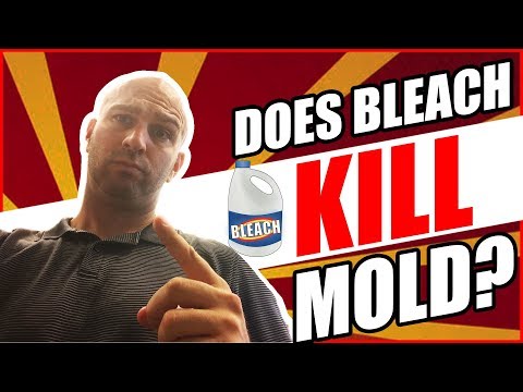 Does Bleach Kill Mold? 🤔 Don't Make This Simple Mistake!