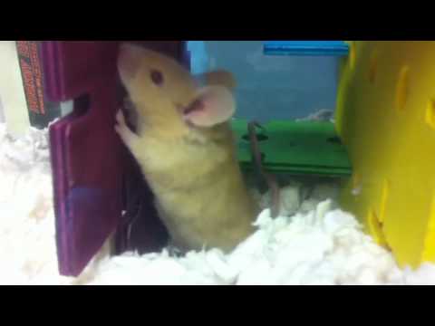 Krystin my mouse