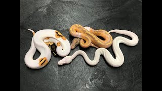 Piebald Ball Python combos and not just your typical white snake!