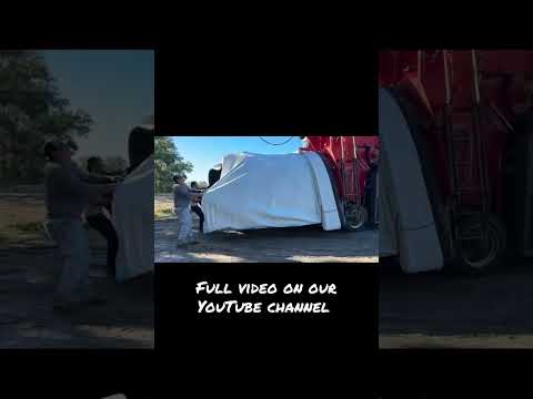 Sorghum Silage #silage #sorghum #feedingcows  #farming