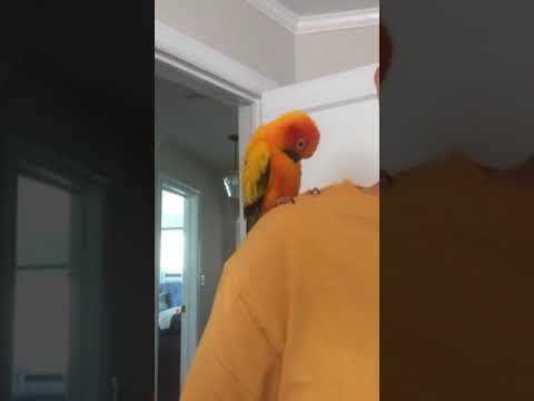 Conure preening