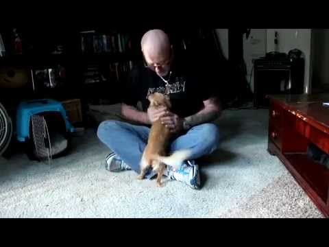 Ginger after 4 treatments