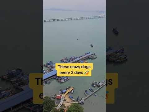 These crazy stray dogs every 2 days go on a 30 to 45 min swim where Buaya (crocodiles) are!