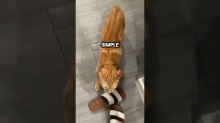 Orange Cat Does Orange Cat Things