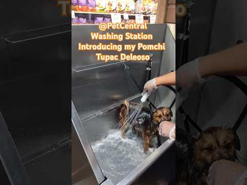 My sister and I are at our pet store washing my dog Tupac #puppers #floof #dogs #vibes #sister