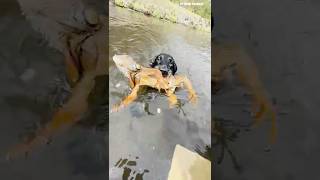 Otto Proves Why He Was The Best Dog In Florida