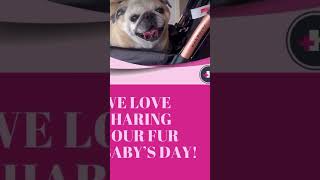 pe #petcareservices #pets #petcarematters #yourpets