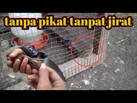 TANPA DI PIKAK BURUNG GEREZA MASUK KE KANDANG AYAM PULUHAN EKOR..