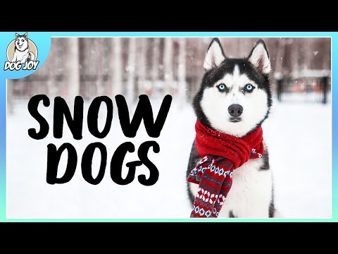 The Ultimate Guide to Best Dog Breeds for Snowy Terrains