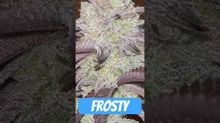 Ernte Zeit Oreoz Og Strain #420 #seedtoharvest #crazybud