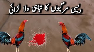 rooster fight|| rooster fight gone viral pranky tomars|| which aseel is best for fight