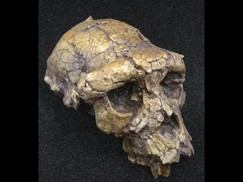 Anthropology Episode 2: Sahelanthropus Tchadensis