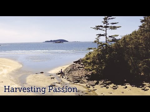 Tofino Footprints #3:  Harvesting Passion