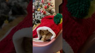 No Christmas Gift, Very Grumpy Cat 😾 #cat #christmas
