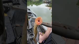 This Was SUCKING On My Fish 🤢