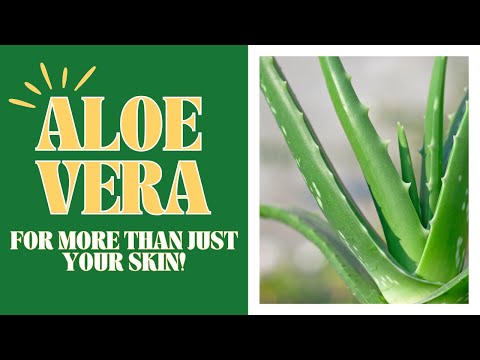 Aloe: The MIRACLE Plant You Need in Your Life Now!