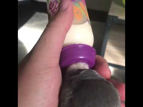 Bottle feeding puppies