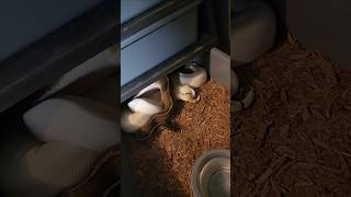 It's Ball Python Breeding Season!!