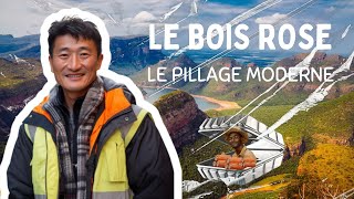 Trafic illégal du bois de rose : De l'Afrique à la Chine