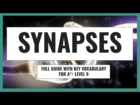 IGCSE Biology Synapses Complete Guide | Detailed explanation for Level 9/A*
