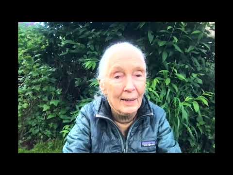 Jane Goodall on WSD2022