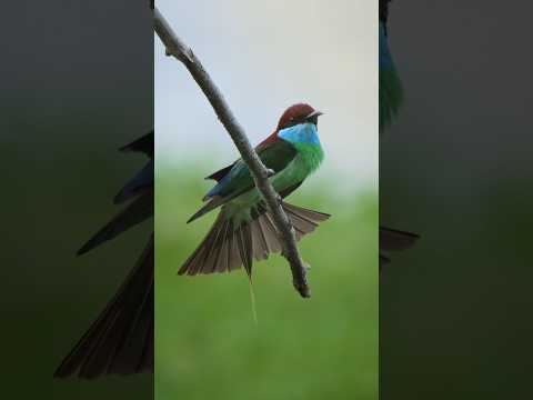 Finally… wireless monitoring 🎤🦜 #Hollyland #LarkMax2 #wildlife #birds #nature