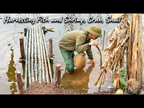 Harvesting Fish & Shrimp, Crabs, Snails (Fish) - Grilled Fish - Cooking