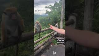 Monkeys react to magic 🙊🙉 #monkey  #react  #magic  #funny  #funnyanimals  #🤣🤣🤣