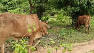 Most Beautiful Villages of Sikkim | Lachung and Lachen | Gurudongmar Lake |Northeast India #trending