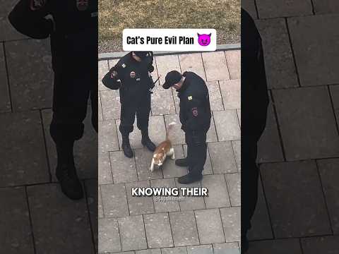 Poor cops, the cat definitely planned the whole thing 😼😂