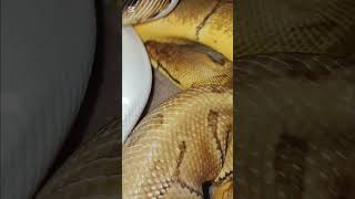 💛✨#piedballpython (reposted & edited vid)#snake #viral #shorts #foryou #reptiles #animals #fypシ