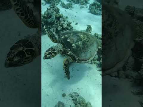 #عالم البحار_السولحفات