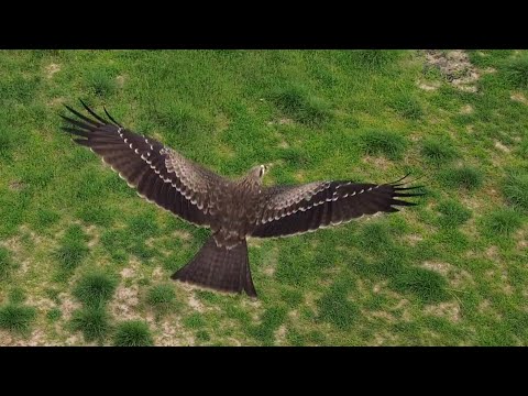 FPV Mode : My Drone was Chased by an Kite ! #drone #droneattacked #bird