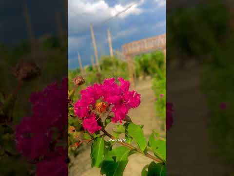 প্রেম তুমি, আসবে এভাবেই💕❤️আবার হারিয়ে যাবে এভাবেই😕😐🙃💔💕🫶 #lasker  #uttara #lasker_Riyad_Vlog