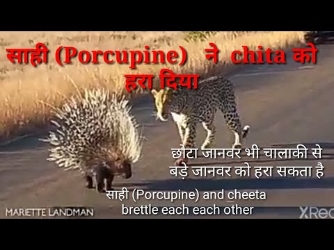chita ने 1 घंटे तक रोड को जाम किया fighting between Chita and porcupine,छोटा जानवर